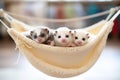 trio of ferrets piled in a knit hammock