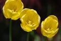 Trio of Flowering Yellow Tulips in the Spring