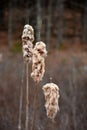 Trio of Fluffy Rushes in a Wetland Swamp