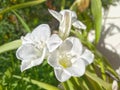 Trio Fresh White Flowers in My Garden