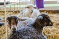 Trio of fur sheep, Ovis aries, in a pen at the county fair Royalty Free Stock Photo