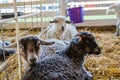 Trio of fur sheep, Ovis aries, in a pen at the county fair Royalty Free Stock Photo