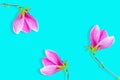 Trio of Gorgeous Magnolia Blossoms in Close-up on Blue