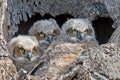 A trio of Great Horned Owls Owlets in Nest Royalty Free Stock Photo