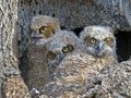 A trio of Great Horned Owls Owlets in Nest Royalty Free Stock Photo