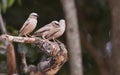 A trio of Grey-capped Social Weavers