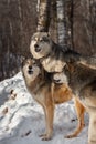 Trio of Grey Wolves Canis lupus Begin to Howl Winter