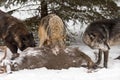 Trio of Grey Wolves Canis lupus Gather Around White-Tail Deer Carcass Winter