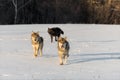 Trio of Grey Wolves Canis lupus Run Forward in Snowy Field Winter