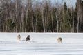 Trio of Grey Wolves Canis lupus Runs Through Field