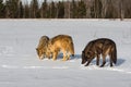 Trio of Grey Wolves Canis lupus Sniff Together in Field Winter