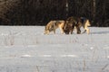 Trio of Grey Wolves Canis lupus Sniff Together in Snowy Field Winter