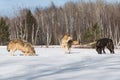 Trio of Grey Wolves Canis lupus Stand in Snowy Field Winter