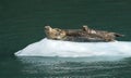 Trio of Harbor Seals sunning on ice Royalty Free Stock Photo