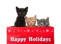 Trio of holiday kittens isolated on white Royalty Free Stock Photo