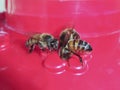 A Trio of Honey Bees at a Feeder Royalty Free Stock Photo