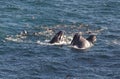 A trio of humpbacks feeding Royalty Free Stock Photo