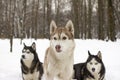 Trio husky snow winter beautiful proud animal wild dog wolf snow great