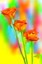 Trio of hybrid rose leonidas tea roses presented against colorful abstract background