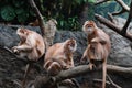 Trio of Javan Lutung Monkeys Sitting in a Fallen Tree Royalty Free Stock Photo