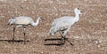 A Trio of Juvenile Sandhill Cranes at Whitewater Draw