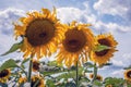 Trio of large sunflowers in a field Royalty Free Stock Photo