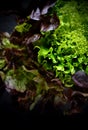 Trio Leaf Lettuce 2