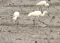 Trio of Little Egrets with Rainforest