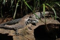 Trio of Lizards