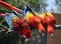Trio of Macaws on a Tree Branch Royalty Free Stock Photo