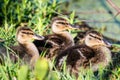 A trio of mallard ducklings in a patch of grass