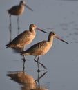 A trio of marbled godwits reflected on the wet sand Royalty Free Stock Photo