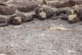 Trio of marine iguanas looking at the same void.