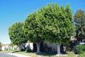 A trio of mature Ficus trees in Laguna Woods, California.