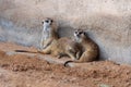 A trio of meerkats in the desert