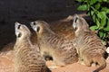 A trio of meerkats looking forward looking for food in the desert Suricata suricatta