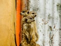 Meerkat family standing guard, Auckland Zoo, Auckland, New Zealand