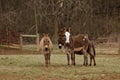 Miniature Donkeys in Winter Pasture