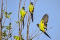 Trio of Nanday Conures Perched In A Tree Royalty Free Stock Photo
