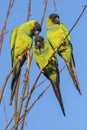 Trio of Nanday Conures In A Tree Royalty Free Stock Photo