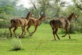 A trio of nilgai, running across the plains of Rajasthan, India