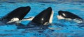 A Trio of Oceanarium Killer Whales Royalty Free Stock Photo