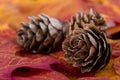 Trio of Pine cones