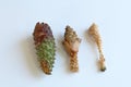 Trio of pine cones showing stages of gnawing damage from squirrels