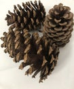 Trio of Pinecones