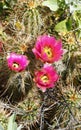 Trio of Pink Hedgehog Cactus Blooms vertical