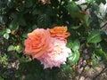 Trio of pink & orange Roses