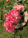 Trio of pink orange roses top view Royalty Free Stock Photo