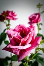 A trio of pink roses in full blossom