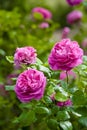 Trio of pink Roses